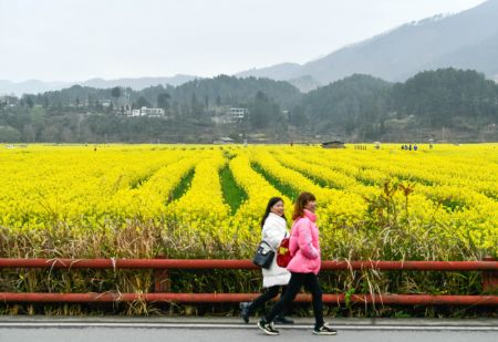 (miniature) Des visiteurs au bord des champs de fleurs de colza dans le bourg de Panjiang du district de Guiding