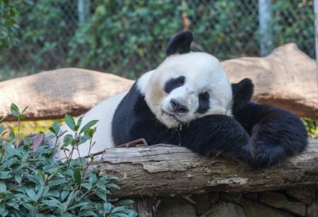 (miniature) Le panda géant Fu Hu bave pendant sa sieste dans un parc zoologique