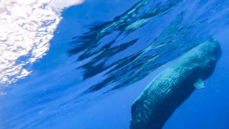 (miniature) Capture d'écran tirée d'une vidéo réalisée le 24 juillet 2020 montrant un cachalot en mer de Chine méridionale