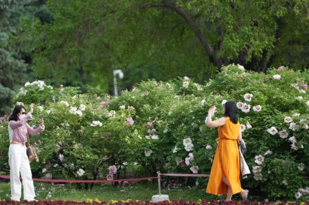 (miniature) Une touriste se fait prendre en photo devant un buisson de pivoines en fleur dans la zone touristique de Sun Island à Harbin