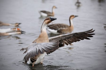 (miniature) Des oiseaux migrateurs dans la rivière Hunhe