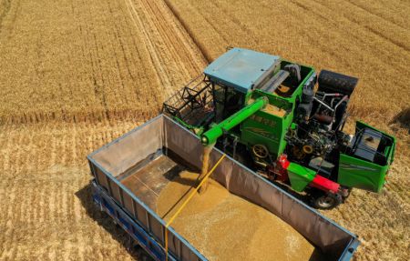 (miniature) Une moissonneuse &agrave; l'oeuvre dans les champs de bl&eacute; de Xisong