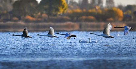 (miniature) Des cygnes dans la zone humide du réservoir de Hekou