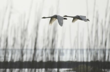 (miniature) Des cygnes volent au-dessus du lac Shijiu