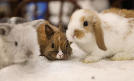 (miniature) Photo prise le 20 janvier de lapins de compagnie dans un café à lapins à Shenyang