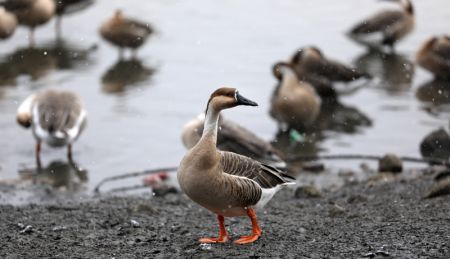 (miniature) Des oiseaux migrateurs dans la rivière Hunhe
