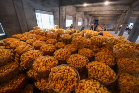 (miniature) Le personnel entrepose des cocons dorés achetés dans une coopérative de sériciculture du village de Jiansheng