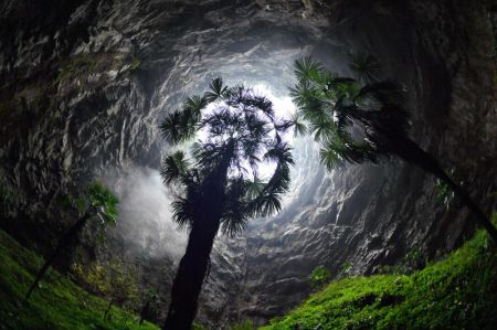 (miniature) Des plantes dans un tiankeng