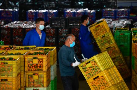 (miniature) Des employ&eacute;s transportent des bo&icirc;tes d'oranges dans une ferme du bourg de Sipai