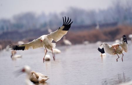 (miniature) Des grues blanches survolent une zone de conservation des grues blanches près du lac Poyang