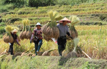 (miniature) Des agriculteurs transportent du riz récolté dans le bourg de Congjiang