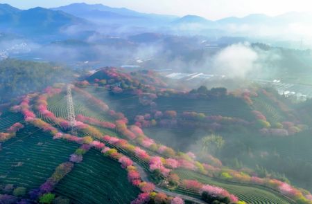 (miniature) Photo aérienne de cerisiers en fleurs dans un jardin de thé dans le bourg de Yongfu