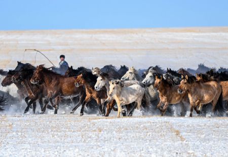 (miniature) Un gardien de troupeaux dompte des chevaux sur une prairie enneigée dans la bannière d'Ujimqin est de la ligue de Xilingol