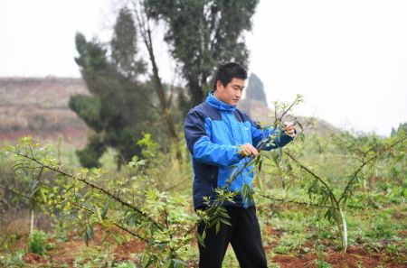 (miniature) Un technicien travaille dans une base de plantation du piment du Sichuan dans le bourg de Shuangjiang de l'arrondissement de Tongnan à Chongqing (sud-ouest)