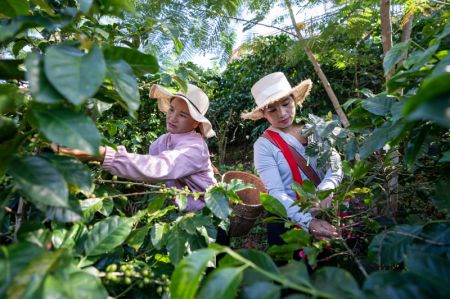 (miniature) Des agricultrices cueillent des fruits de café frais dans la plantation de café Qiao'an