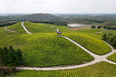 (miniature) Une plantation de thé dans un site touristique du district de Langxi de la ville de Xuancheng