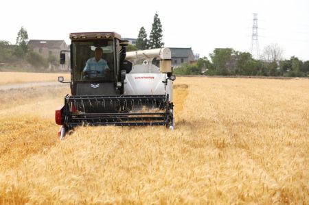 (miniature) Un agriculteur conduit une moissonneuse dans un champ de blé du village de Jinxing