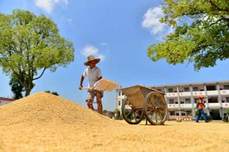 (miniature) Des agriculteurs sèchent du riz au soleil dans le village de Huaqiao dans le district de Shuangfeng