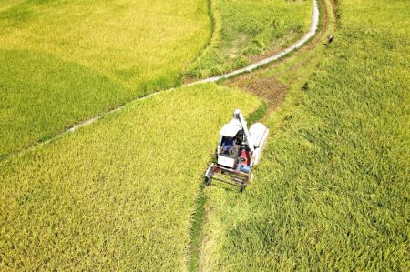 (miniature) Photo aérienne montrant une moissonneuse dans une rizière du village de Huashan dans le district de Shuangfeng