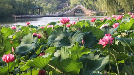 (miniature) Des fleur de lotus dans le site pittoresque du lac mince de l'Ouest à Yangzhou