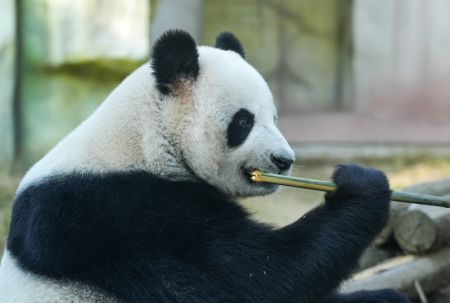 (miniature) Le panda géant Nuan Nuan se nourrit de bambou dans un parc zoologique