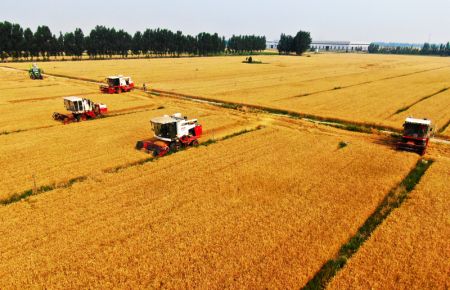 (miniature) Photo aérienne prise le 12 juin 2020 montrant des paysans moissonnant les champs de blé à Dafu