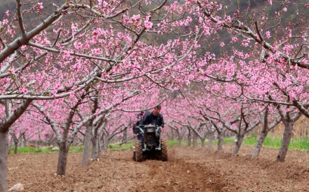 (miniature) Un villageois conduit une machine agricole dans un jardin de pêchers d'un village de la ville de Shijiazhuang