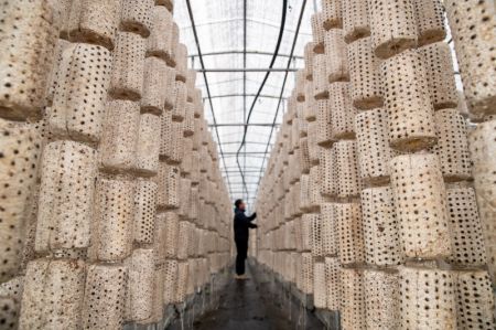 (miniature) Un employ&eacute; de la soci&eacute;t&eacute; Heilongjiang Yichun forest industry Refco Group Ltd v&eacute;rifie l'&eacute;tat des champignons comestibles &agrave; Yichun