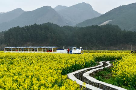 (miniature) Des visiteurs prennent un mini-train touristique pour profiter des fleurs de colza dans le bourg de Panjiang