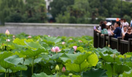(miniature) Des touristes regardent des fleurs de lotus dans un parc à Yangzhou