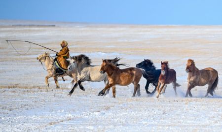 (miniature) Un gardien de troupeaux dompte des chevaux sur une prairie enneigée dans la bannière d'Ujimqin est de la ligue de Xilingol