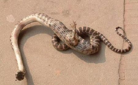 (miniature) Un serpent à une patte découvert