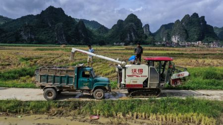 (miniature) Photo aérienne d'agriculteurs travaillant dans un champ de riz du village de Longkou