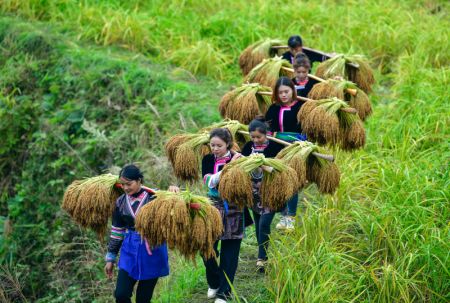 (miniature) Des villageoises transportent du riz gluant fraîchement récolté dans le village de Jianhua du district de Congjiang de la préfecture autonome Miao de Qiandongnan