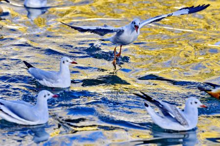 (miniature) Des mouettes rieuses dans le parc Longwangtan