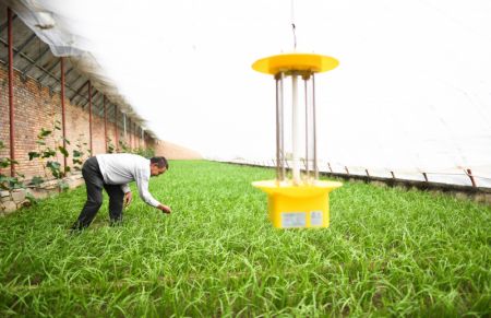 (miniature) Wei Jinming dans sa plantation de l&eacute;gumes dans le village de Xinzhai