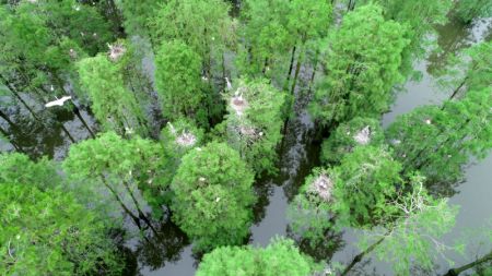 (miniature) Des oiseaux se reposent dans le parc national des terres humides du lac Chishan dans le district de Lai'an