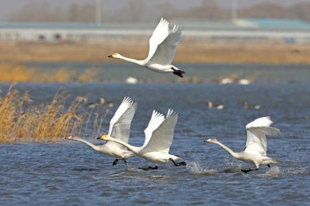 (miniature) Des cygnes survolent le lac Luoping