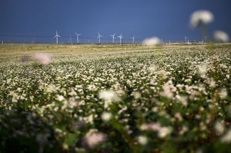 (miniature) Des sarrasins en fleurs dans le district de Yanchi