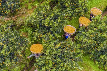 (miniature) Photo aérienne prise le 4 décembre 2020 montrant des paysans récoltant des navels dans une orangeraie de Leigutai