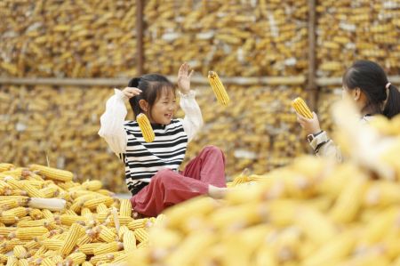 (miniature) Des filles jouent sur un tas de maïs dans le village de Songtun du district de Tancheng