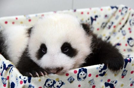 (miniature) Pandas : Les 30 photos les plus craquantes