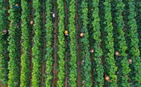 (miniature) Des agriculteurs travaillent dans une plantation de l&eacute;gumes &agrave; Mingxing