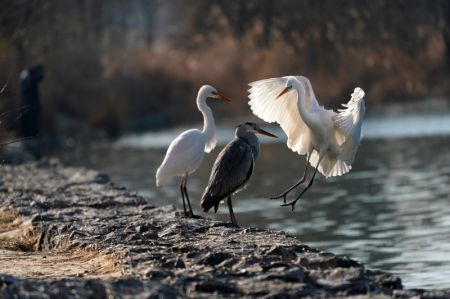 (miniature) Des oiseaux se reposent sur la rivière Fenhe