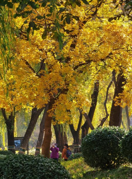 (miniature) Une touriste prend des photos de ginkgos