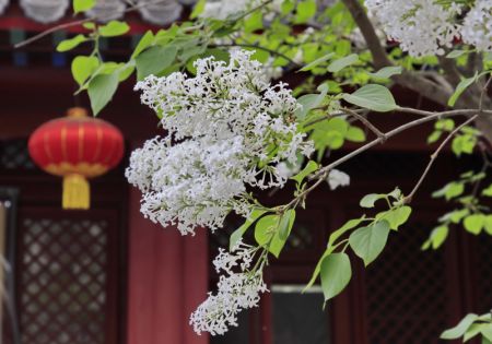 (miniature) Photo de fleurs de lilas au temple Fayuan