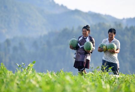 (miniature) Des villageois transportent des past&egrave;ques dans le bourg de Zhongcheng