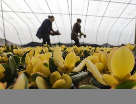 (miniature) Des horticultrices pr&eacute;parent des fleurs pour la vente dans une serre de la ville de Lianyungang