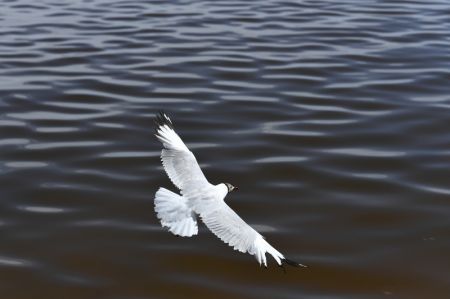 (miniature) Une mouette à tête grise survole le lac Qinghai