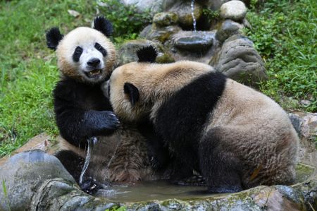 (miniature) Deux pandas géants se rafraîchissent dans un bassin dans la base de Dujiangyan du Centre de conservation et de recherche des pandas géants